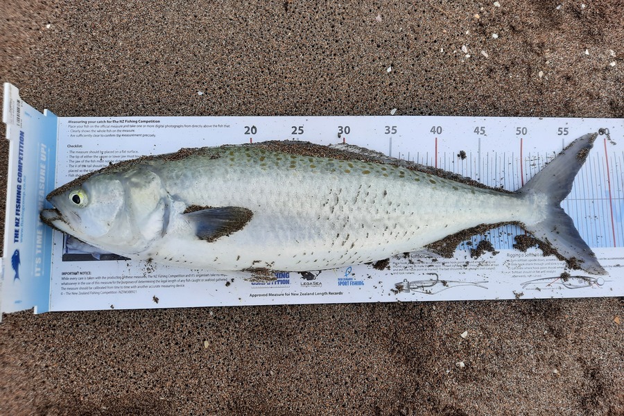 Jordan Highland caught this 54.0cm Kahawai at North East coast during The Export NZ Fishing Competition