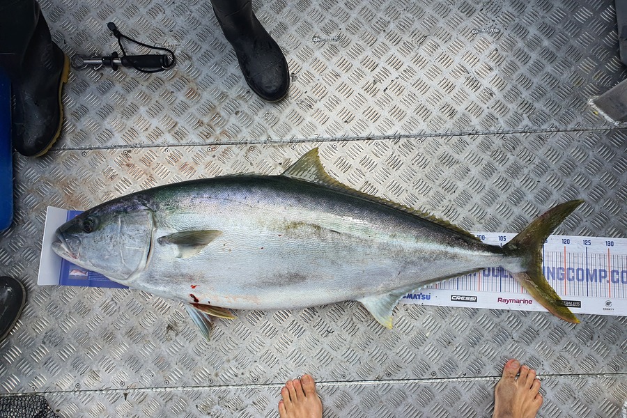 Adam Liddington caught this 114.5cm Kingfish at Top of the South during The Export NZ Fishing Competition