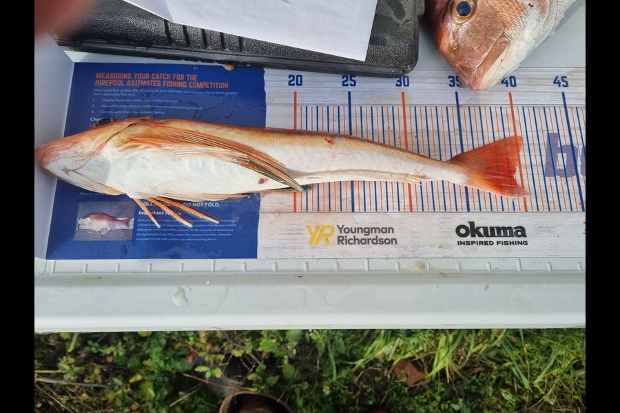 Daryl Edwards caught this 39.0cm Gurnard at Wanganui during The Export NZ Fishing Competition