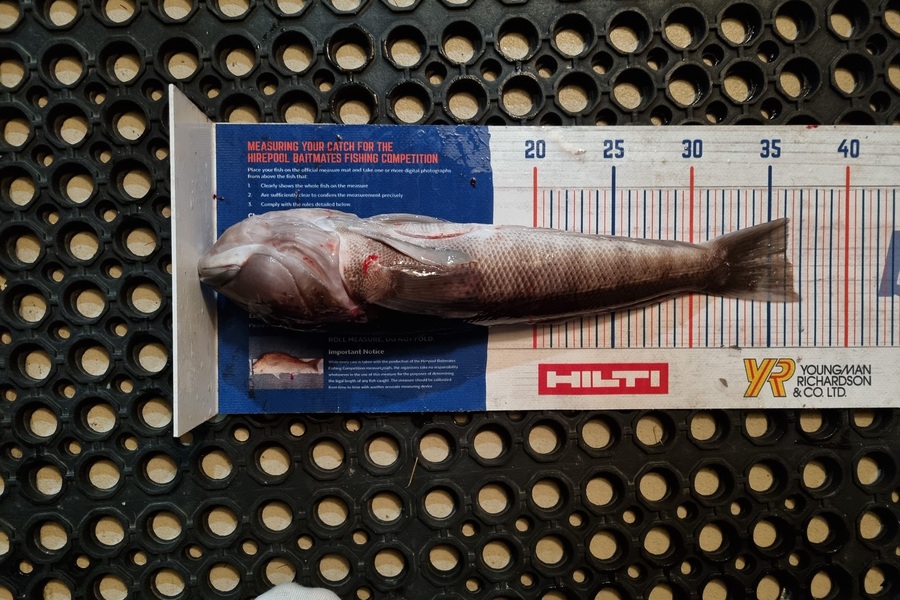 Stacey Gillespie caught this 36.0cm Blue Cod at Okiwi Bay during The Export NZ Fishing Competition