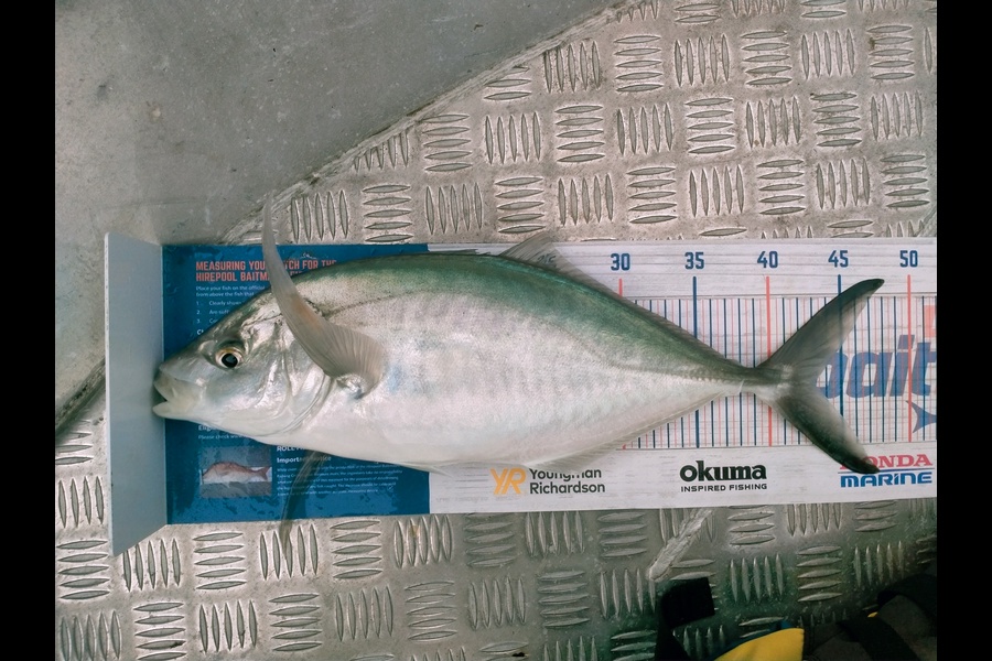 Ben Moretti caught this 43.0cm Trevally at Ahipara during The Export NZ Fishing Competition