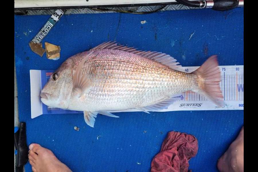 Timothy Tamati caught this 73.0cm Snapper at Coromandel during The Export NZ Fishing Competition