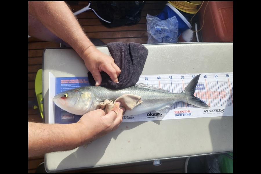 Jacqui Scott caught this 54.0cm Kahawai at Whitianga  during The Export NZ Fishing Competition