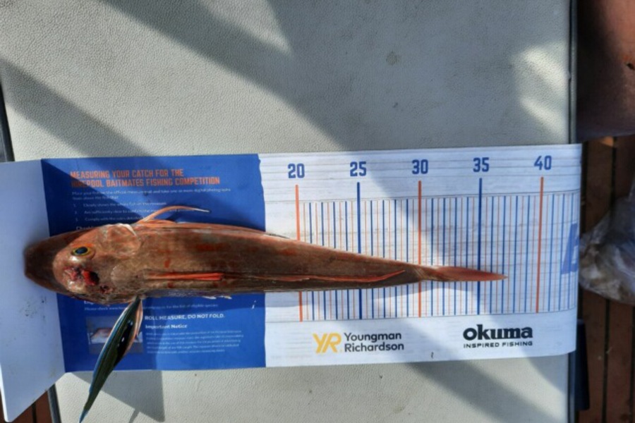 Jacqui Scott caught this 37.5cm Gurnard at Whitianga  during The Export NZ Fishing Competition