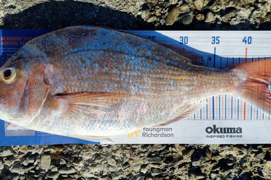 Gerry Espiritu caught this 43.5cm Snapper at Balaena Bay during The Export NZ Fishing Competition