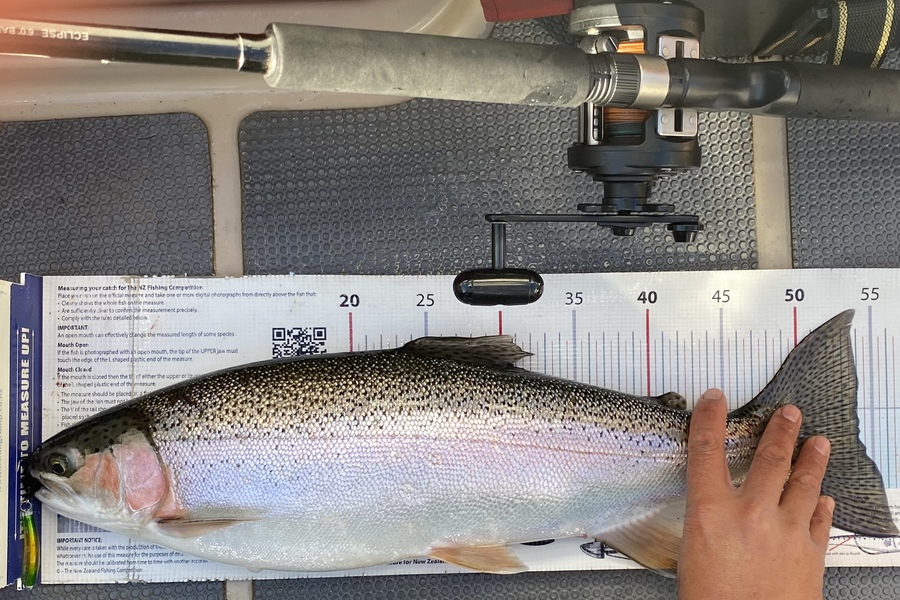 Ian Pedersen caught this 54.0cm Trout at BOP during The Export NZ Fishing Competition