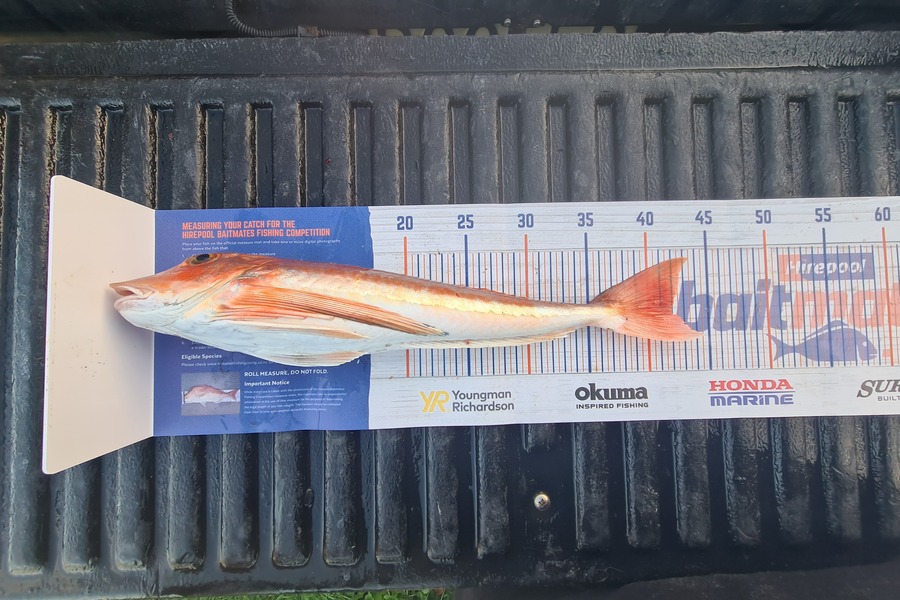 Shane Edwards caught this 42.0cm Gurnard at Manawatu during The Export NZ Fishing Competition