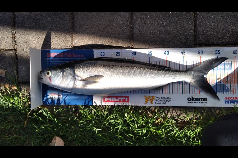 Wayne Hickman caught this 51.0cm Kahawai at Fantail Bay during The Export NZ Fishing Competition