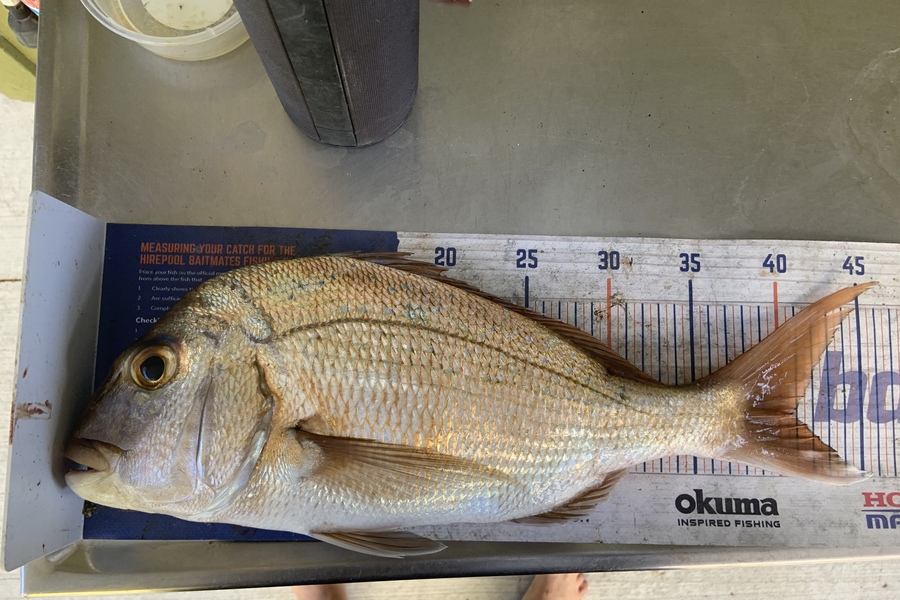 Kees Baars caught this 41.0cm Snapper at Kawau during The Export NZ Fishing Competition