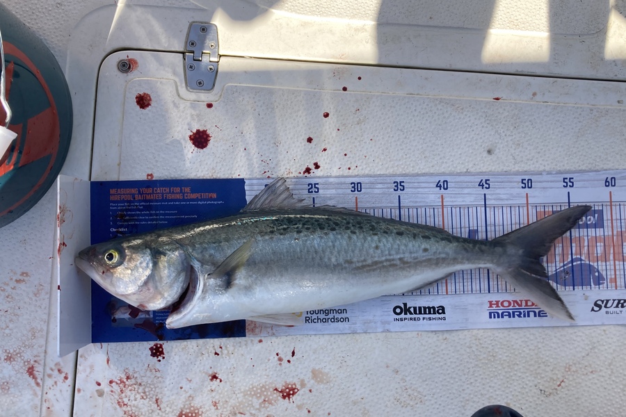Aden Herbert caught this 51.0cm Kahawai at Mount Maunganui  during The Export NZ Fishing Competition