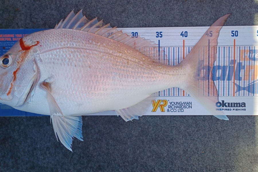 Karen Moffatt-McLeod caught this 45.5cm Snapper at Whitianga during The Export NZ Fishing Competition