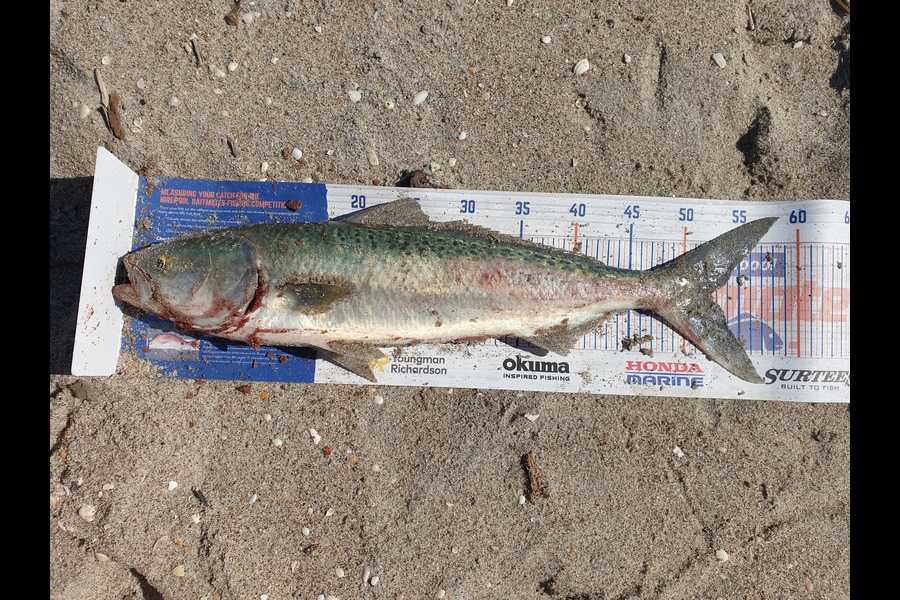 Travis O'Donnell caught this 52.5cm Kahawai at Kituna cut during The Export NZ Fishing Competition