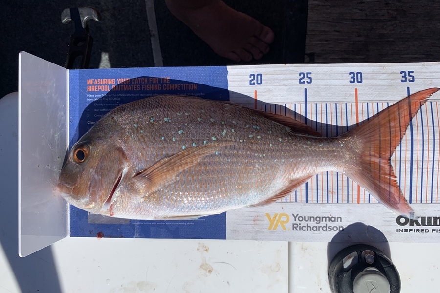 Shannon Millar caught this 33.0cm Snapper at Coromandel  during The Export NZ Fishing Competition