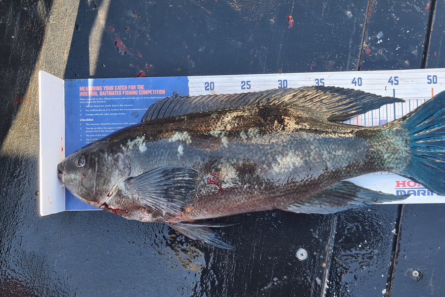 Dalkeith Matiaha caught this 53.0cm Butterfish at Mana during The Export NZ Fishing Competition