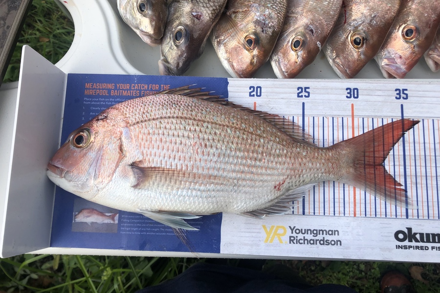Marcel George caught this 32.5cm Snapper at Wellington  during The Export NZ Fishing Competition