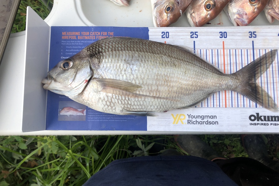 Hayden George caught this 35.0cm Tarakihi at Wellington  during The Export NZ Fishing Competition