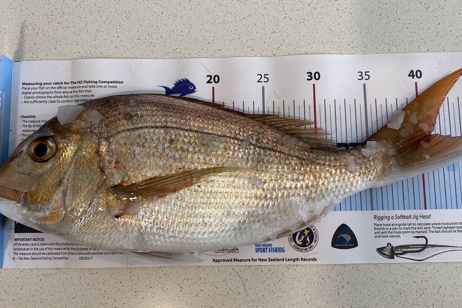 Nick Hoffman  caught this 41.0cm Snapper at Manukau during The Export NZ Fishing Competition