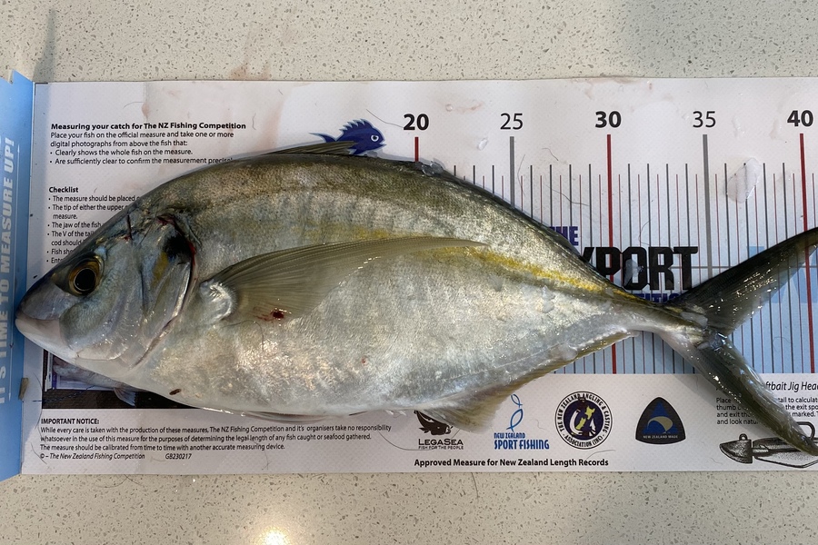 Nick Hoffman  caught this 35.5cm Trevally at Manukau during The Export NZ Fishing Competition