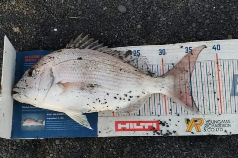 Tim  McKenzie caught this 34.5cm Snapper at Napier  during The Export NZ Fishing Competition