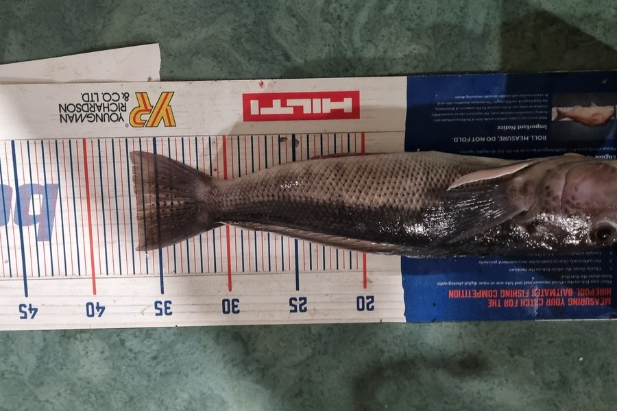 Bronwyn Langham caught this 36.5cm Blue Cod at Croiselles Harbour  during The Export NZ Fishing Competition