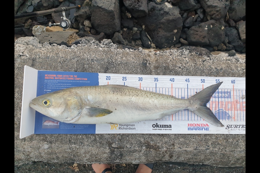 Jessica Rawhiti caught this 50.5cm Kahawai at Huia during The Export NZ Fishing Competition