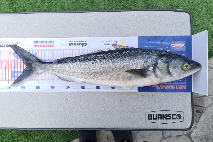 David Kovacs caught this 53.5cm Kahawai at Wellington harbor  during The Export NZ Fishing Competition
