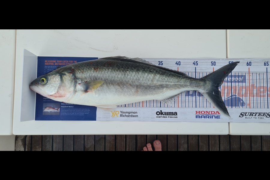 Brock Coddington caught this 51.0cm Kahawai at Waiheke Island during The Export NZ Fishing Competition