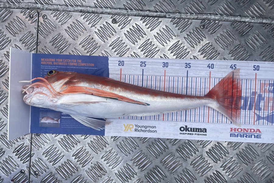 Tim Smith caught this 47.0cm Gurnard at Marlborough Sounds during The Export NZ Fishing Competition