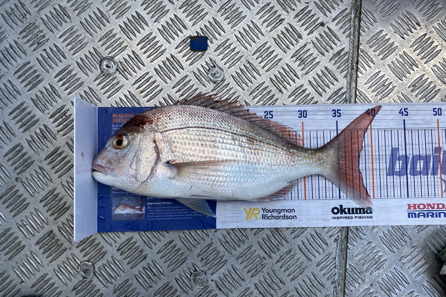 Brian Lewis caught this 38.0cm Snapper at Nelson bays during The Export NZ Fishing Competition