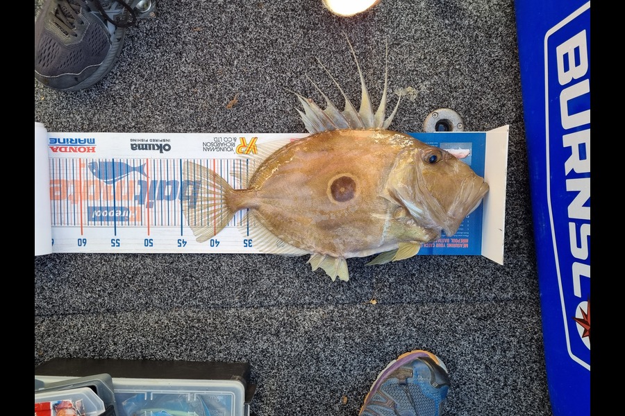 Stacey Gillespie caught this 45.0cm John Dory at French Pass during The Export NZ Fishing Competition