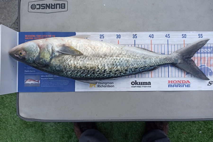 Duncan Pringle caught this 52.0cm Kahawai at Wellington harbour during The Export NZ Fishing Competition