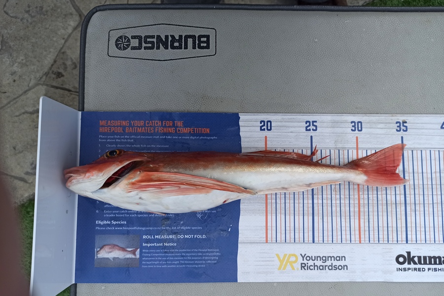 Duncan Pringle caught this 34.0cm Gurnard at Wellington during The Export NZ Fishing Competition