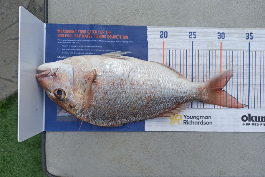 Duncan Pringle caught this 30.0cm Snapper at Wellington harbour during The Export NZ Fishing Competition