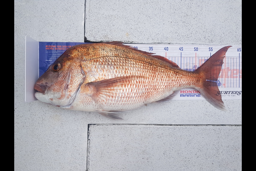 Dylan Feldtman caught this 57.0cm Snapper at Paihi during The Export NZ Fishing Competition