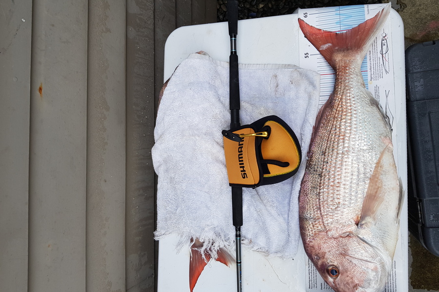 Tony  Haussmann caught this 59.0cm Snapper at Chetwoods Island  during The Export NZ Fishing Competition