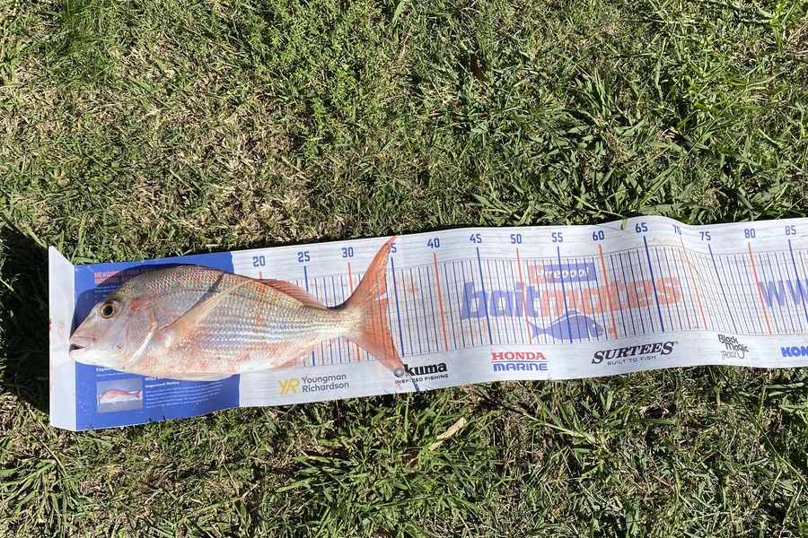 Carter Leaning caught this 33.5cm Snapper at Cooks beach  during The Export NZ Fishing Competition