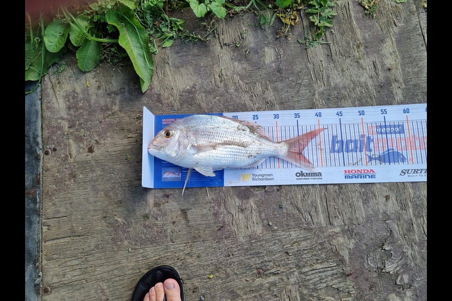 Daryl Edwards caught this 35.0cm Snapper at Porangahau during The Export NZ Fishing Competition