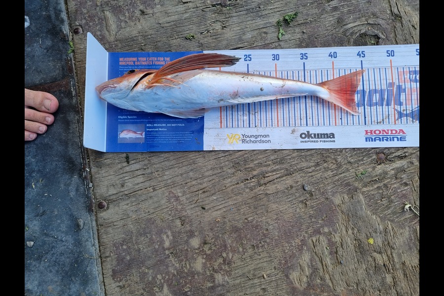 Daryl Edwards caught this 43.5cm Gurnard at Porangahau during The Export NZ Fishing Competition