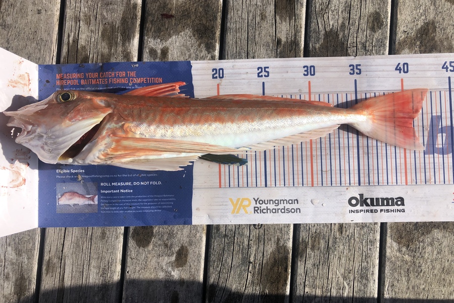 Ollie Karangaroa caught this 40.5cm Gurnard at Mahia beach during The Export NZ Fishing Competition