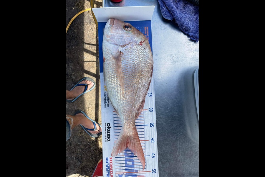 Nicky Cairns caught this 42.0cm Snapper at Firth of Thames  during The Export NZ Fishing Competition