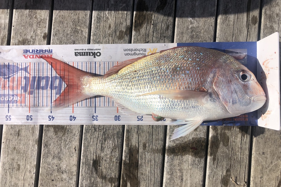 Ollie Karangaroa caught this 41.0cm Snapper at Mahia beach during The Export NZ Fishing Competition