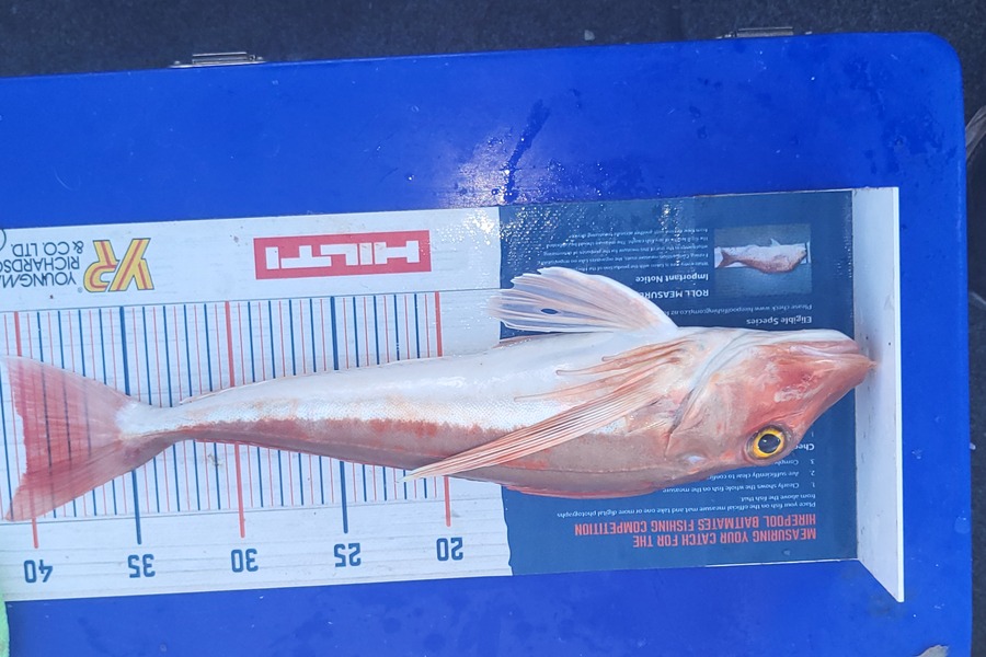 Keith Langham caught this 40.0cm Gurnard at Croiselles harbour during The Export NZ Fishing Competition