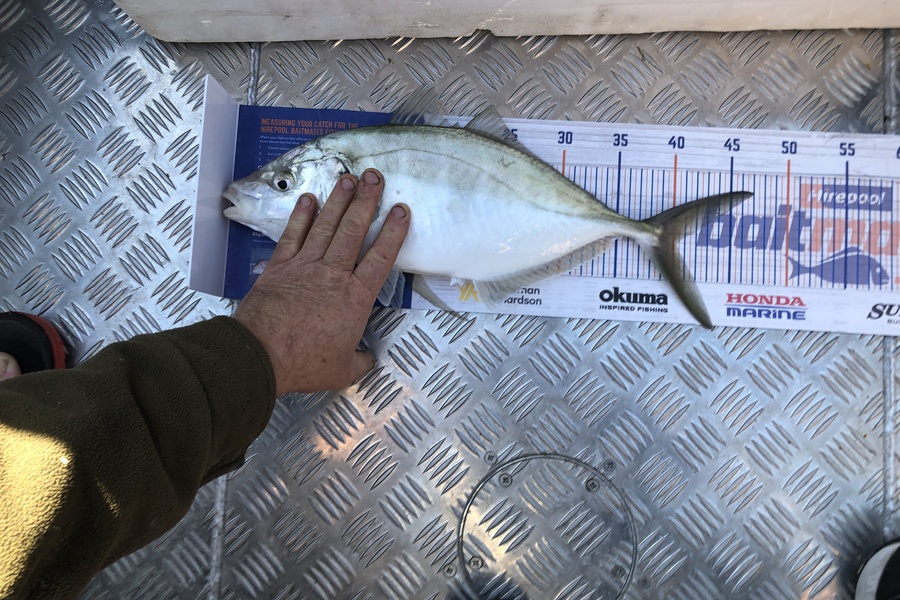 Adam Quinn caught this 40.0cm Tarakihi at Napier  during The Export NZ Fishing Competition