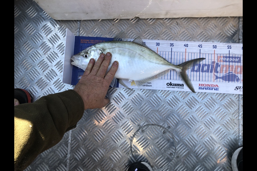 Alex Currie caught this 40.0cm Tarakihi at Napier  during The Export NZ Fishing Competition