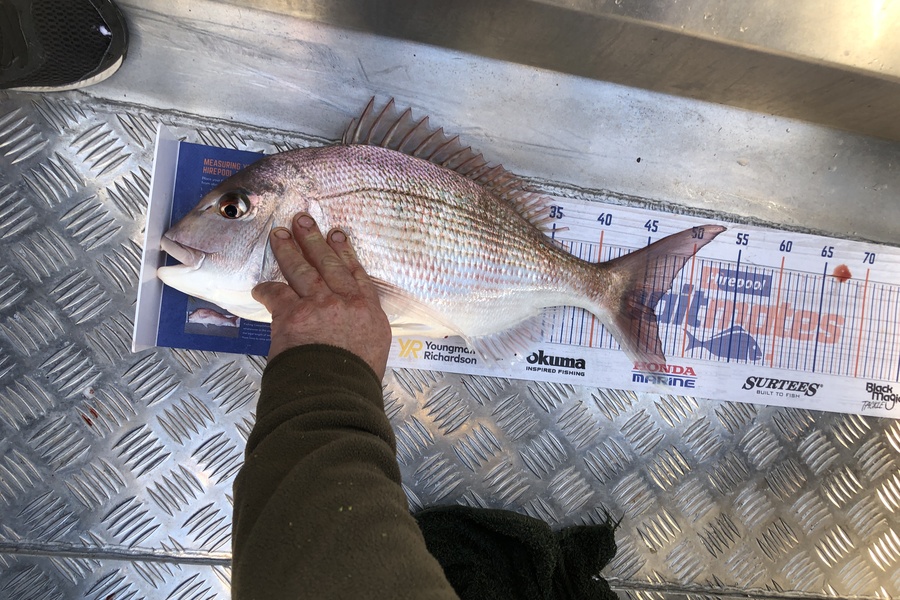Gavin Quinn caught this 46.0cm Snapper at Napier  during The Export NZ Fishing Competition