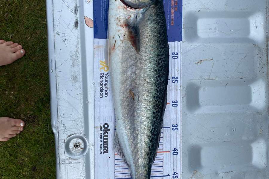 Shaun Johnston caught this 52.5cm Kahawai at Coville during The Export NZ Fishing Competition