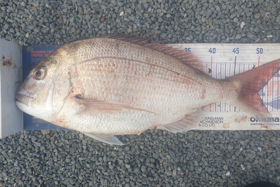 Rodney Niven caught this 50.0cm Snapper at Mana during The Export NZ Fishing Competition