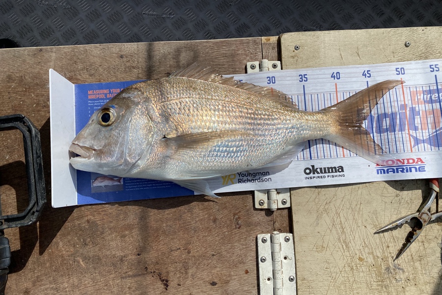 Eden Farley caught this 43.0cm Snapper at Kaimaumau  during The Export NZ Fishing Competition
