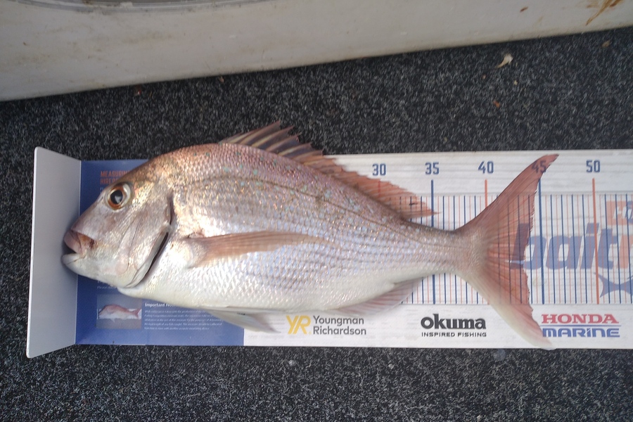 Alex Devine caught this 43.0cm Snapper at Orerepoint  during The Export NZ Fishing Competition
