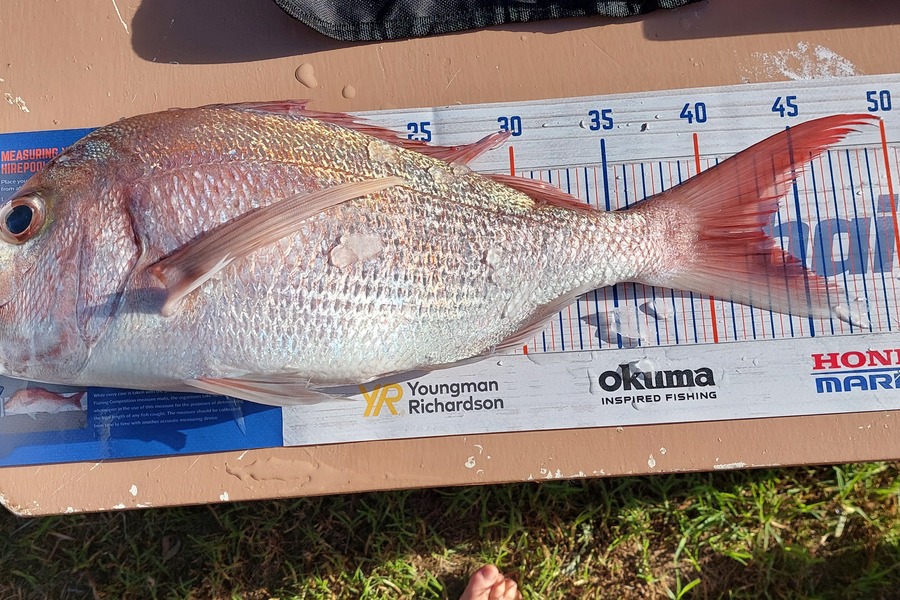 John Doolan caught this 43.0cm Snapper at Waitangi  during The Export NZ Fishing Competition